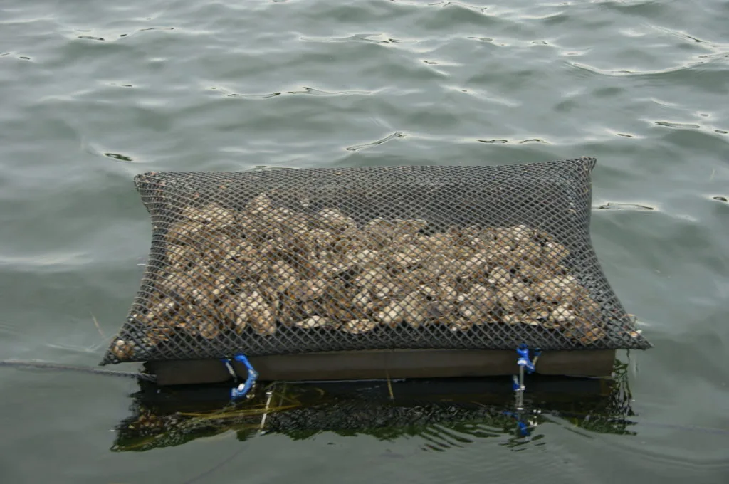 A mesh oyster bag holding stock at the water surface