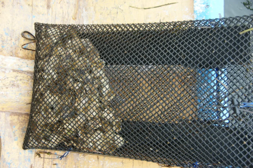Oyster grow-out mesh bag containing oysters