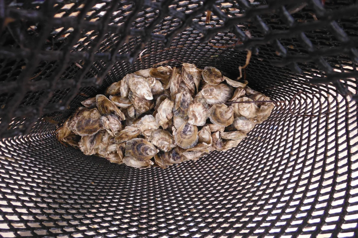 Oysters held inside a black mesh grow-out bag